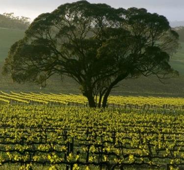 Voyage sur-mesure, Clare Valley